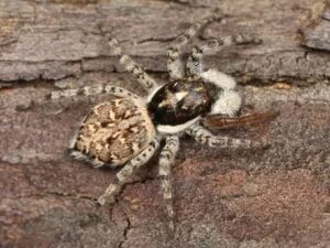 The Half-edged Wall Jumping Spider