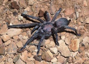 The Middle East Black Tarantula