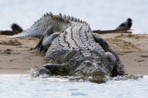 The Top 10 Most Dangerous Animals in the Nile River