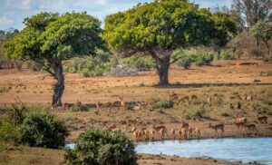 10 Top Spots for Seeing Big Cats in South Africa