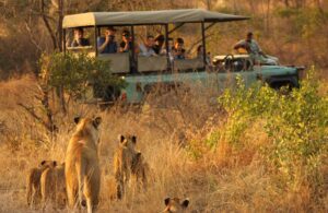 10 Top Spots for Seeing Big Cats in South Africa