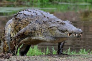 Nile Crocodile