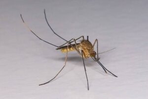 Common House Mosquito