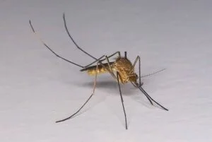 Common House Mosquito