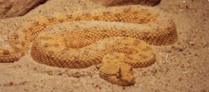 Saharan Horned Viper