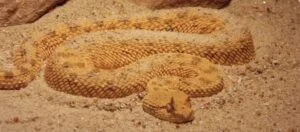 Saharan Horned Viper