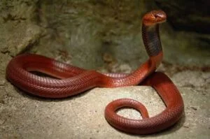 Red Spitting Cobra