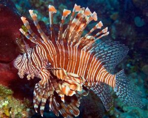 Lionfish