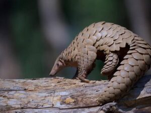 Pangolin