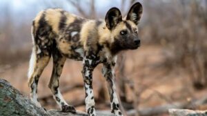 African Wild Dog