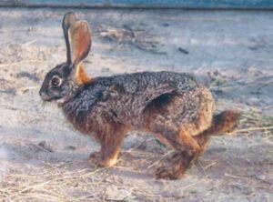 Riverine Rabbit