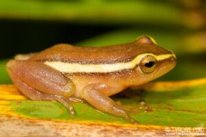 Pickersgill’s Reed Frog