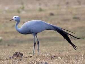 Blue Crane