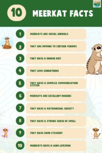 Top 10 Interesting Facts About Meerkats