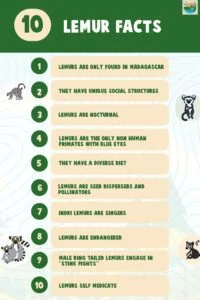 Top 10 Interesting Facts About Lemurs