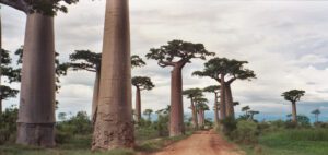 the Avenue of the Baobabs