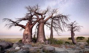 Makgadikgadi Pans