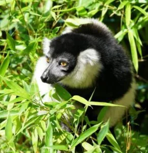 Indri lemur