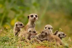 Meerkats in South Africa