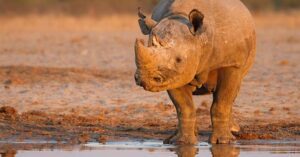 Chobe National Park