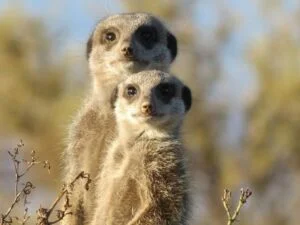 Facts about meerkats 