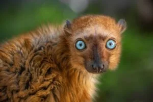 Lemurs Are the Only Non-Human Primates With Blue Eyes