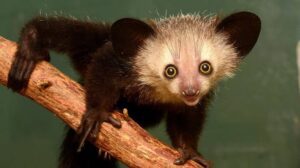 Aye-aye lemur