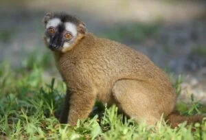 red-fronted lemur