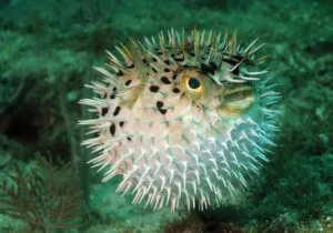 Pufferfish