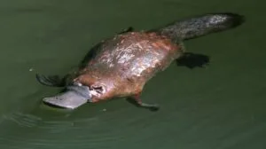 Platypus