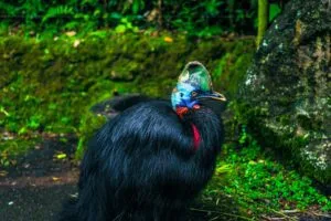 Cassowary