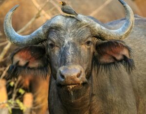 Cape Buffalo