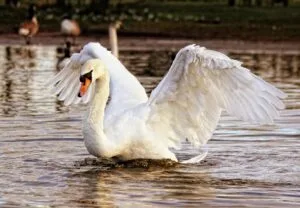 Swans