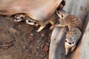 Meerkats make sounds to communicate