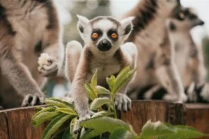 Lemurs Are Only Found in Madagascar