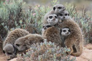 1. Meerkats Are Social Animals