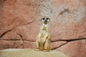 Meerkats love sunbathimg