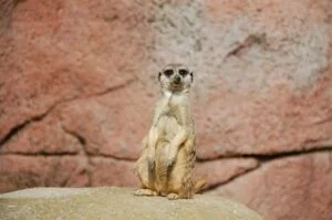 Meerkats love sunbathing