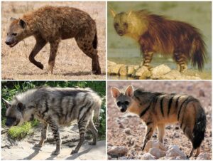 The four types of hyenas