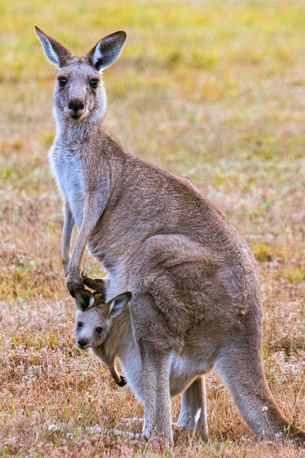 Top 10 places to see kangaroos in Australia