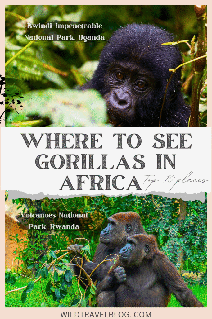 Top 10 Places to see Gorillas in Africa