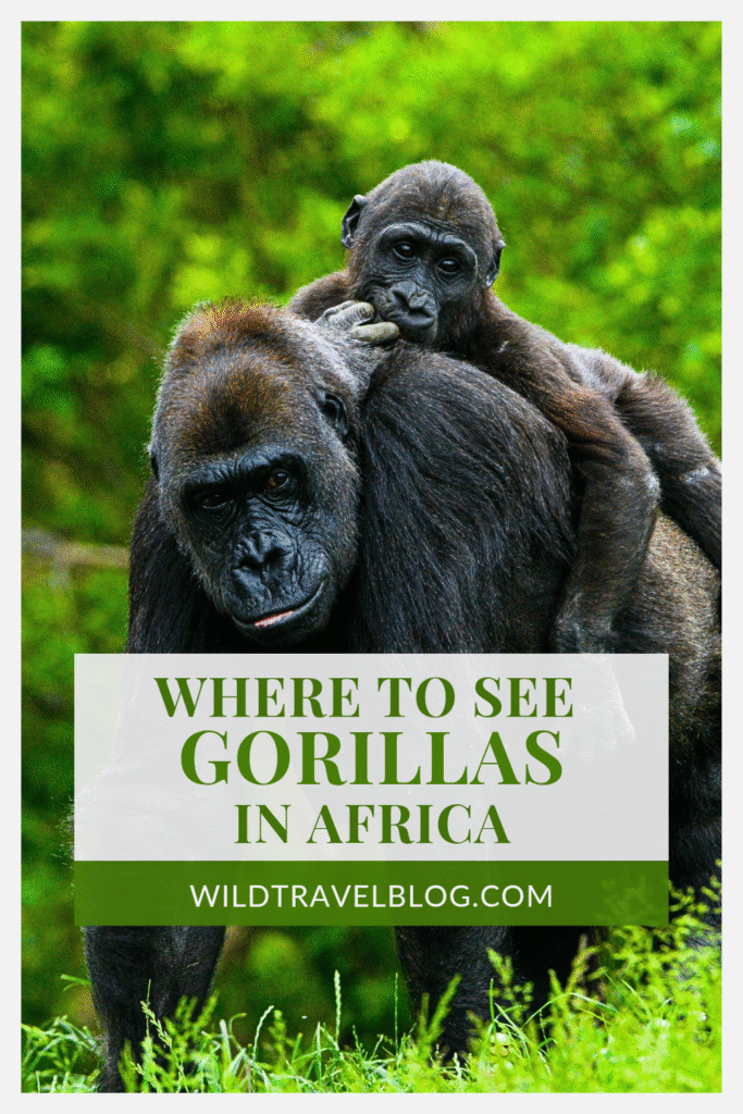 Where to See Gorillas in Africa (Top 10 Places)