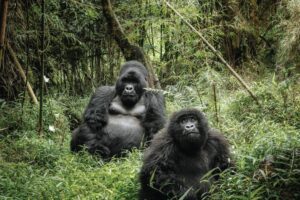 Bwindi Impenetrable National Park, Uganda