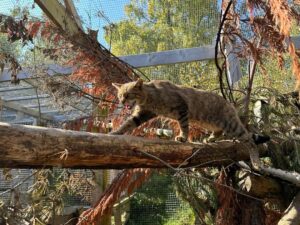 Scottish wildcat