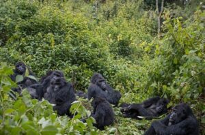 Kahuzi-Biega National Park, Democratic Republic of Congo