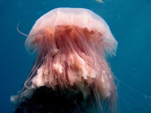 Jellyfish