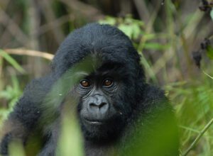 Mgahinga Gorilla National Park, Uganda