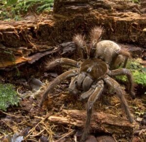 Goliath Birdeater