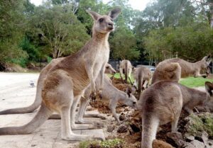 Currumbin Wildlife Sanctuary