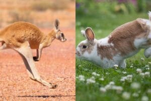 A kangaroo and a rabbit hopping